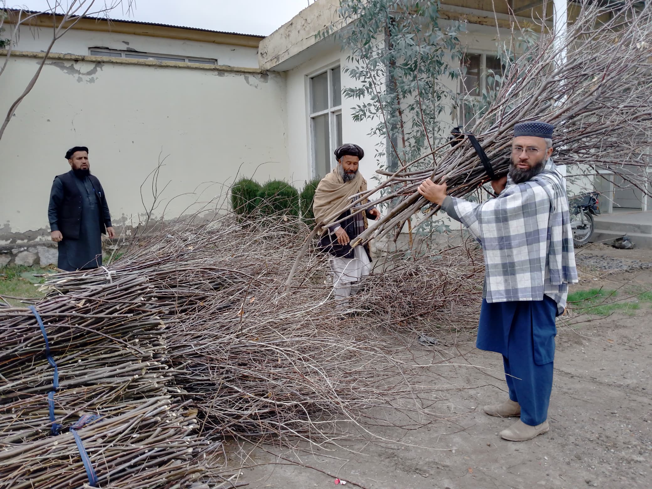 جمعآوری و انتقال بیش از ۴۰۰ هزار قلمه سنجد برای سرسبزی اطراف کانال قوشتیپه