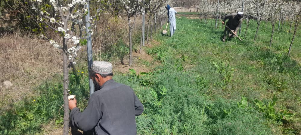 د خوست مرکزي بڼ کې د (ډي،اې،پي» سرې ورکولو پروګرام تطبیق شو