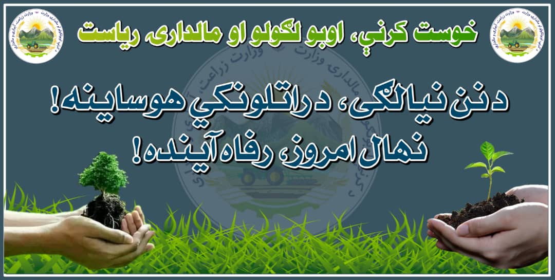 خوست کې د زیتونو حاصلاتو زیاتوالي په پار هڅې؛ د زیتونو سلګونه نیالګې کښېنول کېږي
