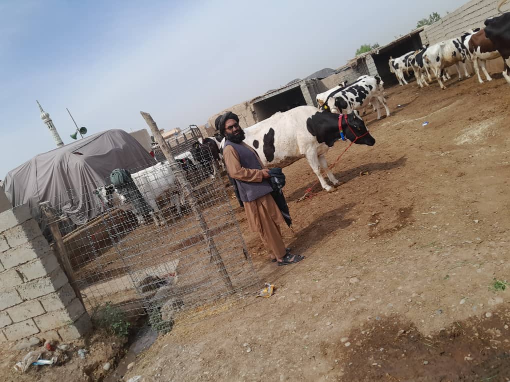 هلمند کې له حیواني فارمونو څخه څارنه وشوه