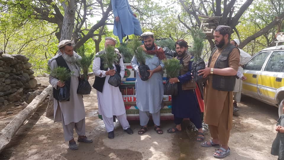 ننګرهار کې د جلغوزیو ترویج په موخه د ۴۵۰۰ اصله نیالګیو کېنولو چارې پیل شوې