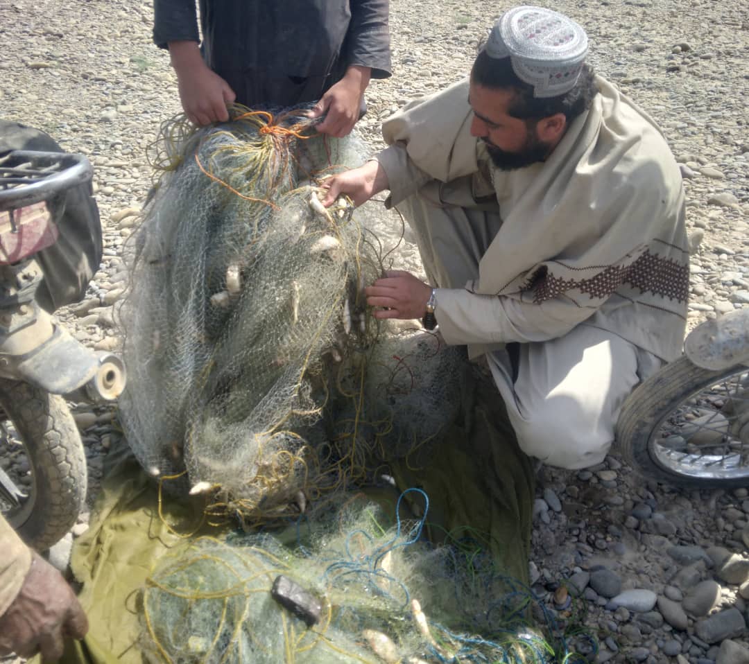 د هلمند دکرنې ریاست؛ د طبیعي کبانو د ښکار په تور څو تنه په لښکرګاه کې ونیول شول