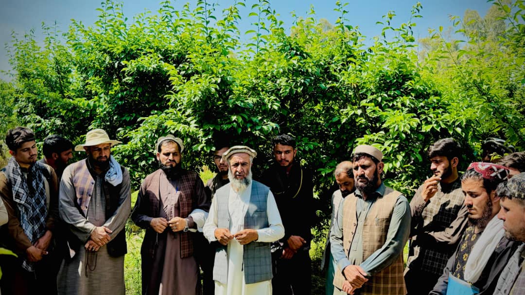 د ننګرهار څېړنیز فارم کې دکرنې زده کړیالانوته د عملي زده کړې زمینه براره شوې
