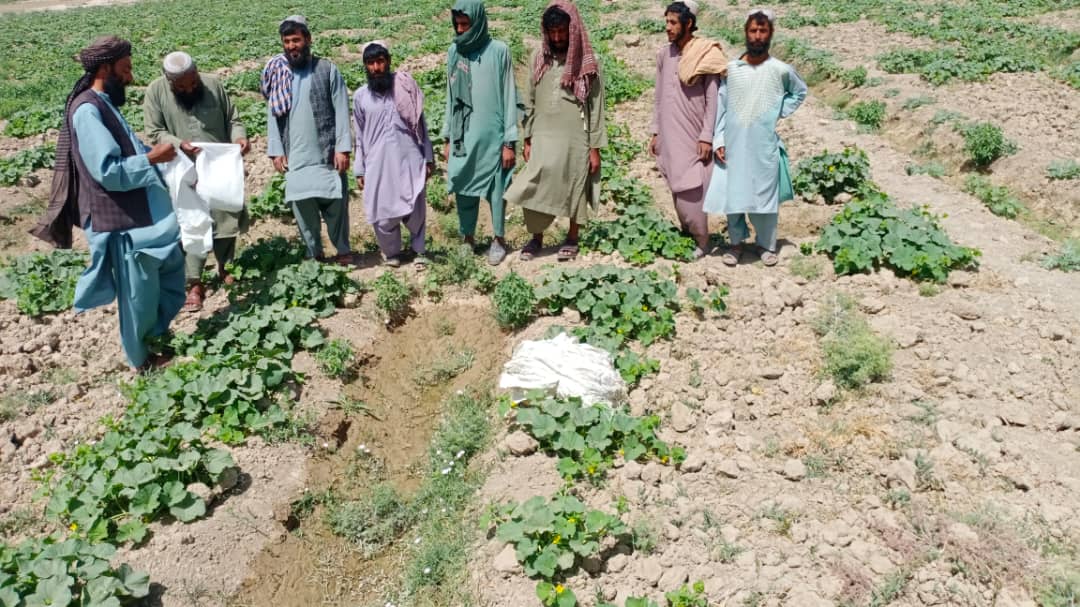 دهلمند نهر سراج کې د خټکی مچ مخنیوی په اړه بزګرانو ته عامه پوهاوی ورکړل شو