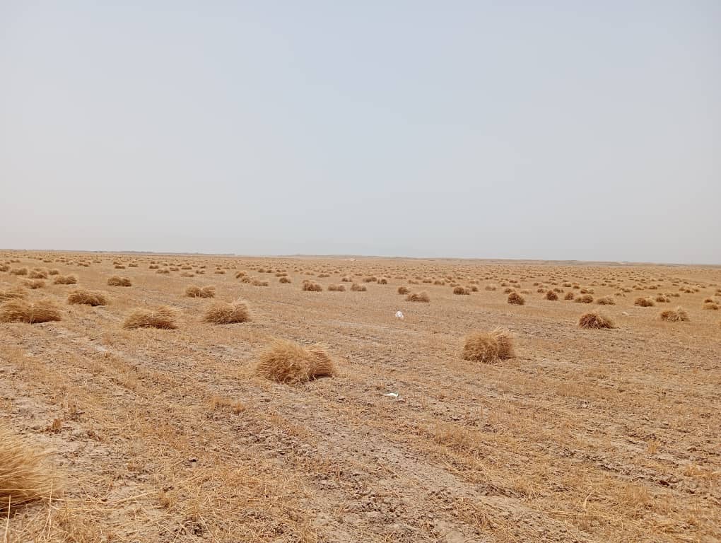 سروی و شناسایی ۵۰ هزار جریب زمین برای کشت پنبه در دشت قلعه تخار