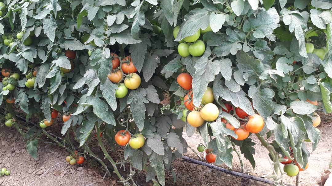 افزایش چشمگیر عواید یک دهقان با ایجاد سبزخانه در ولسوالی شیرینتگاب ولایت فاریاب