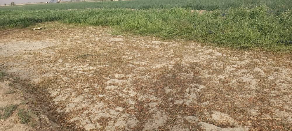ریاست زراعت تخار: بیش از ۱ هزار ۱۴۶ هکتار زمین در دشتقلعه علیه ملخهای مراکشی سمپاشی شد