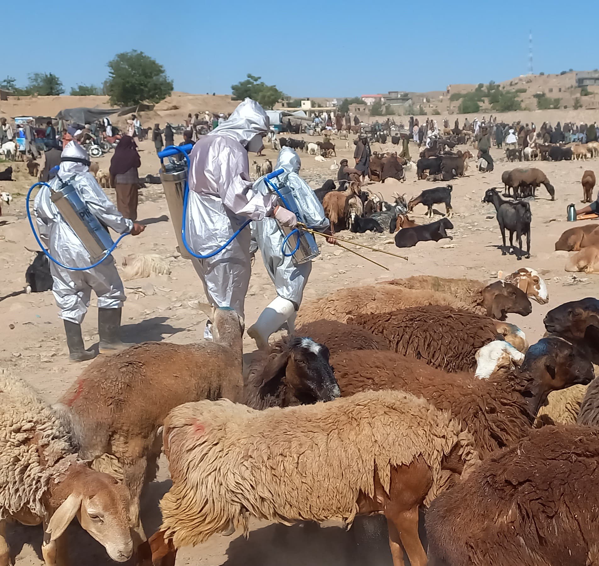 ادویهپاشی گنج خرید و فروش مواشی قلعه نو بهمنظور جلوگیری از بیماری تب کانگو