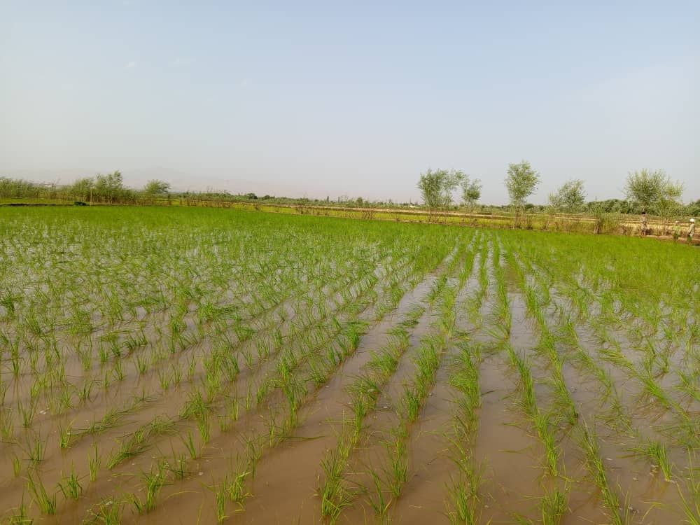 آغاز تطبیق قطعات نمایشی شالی در ولسوالی بهارک ولایت تخار