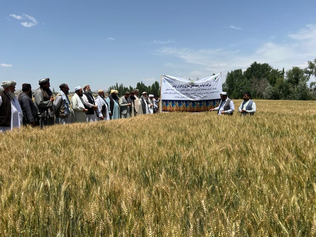 لوګر کې د کروندې ورځ ولمانځل شوه