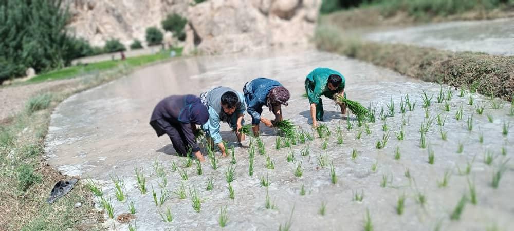ایجاد قطعات نمایشی شالی در ولسوالی کشنده ولایت بلخ