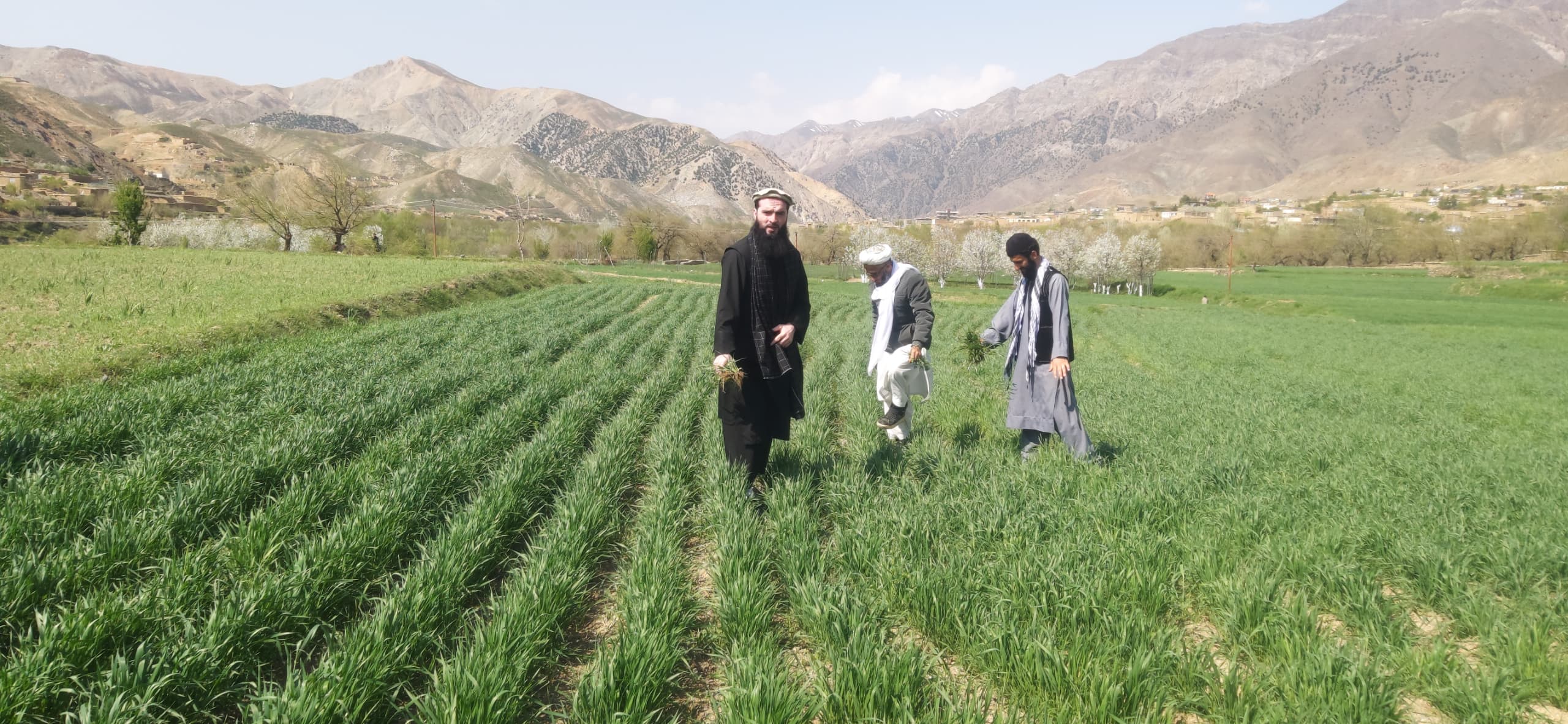 کشت قطاری گندم در پنجشیر؛ افزایش چشمگیر حاصلات نسبت به شیوه سنتی