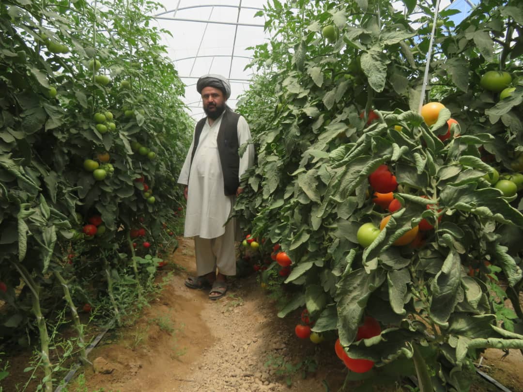 افزایش چشمگیر عواید یک دهقان با ایجاد سبزخانه در ولسوالی شیرینتگاب ولایت فاریاب