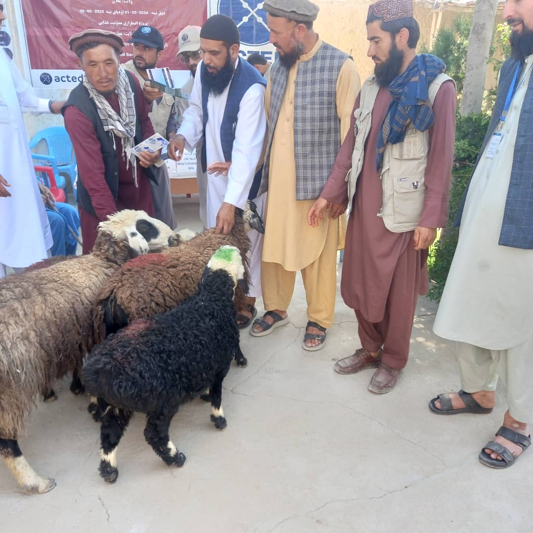 توزیع ۴۸۰ رأس گوسفند و بره به ۲۴۰ خانواده نیازمند در ولسوالی برکه بغلان