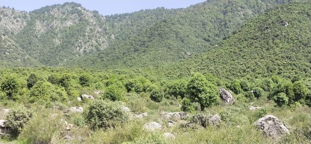 د جلغوزیو محصول راټولولو په پار خوږیاڼو ولسوالی ته د ننګرهار دکرنې ریاست د پلاوي سفر
