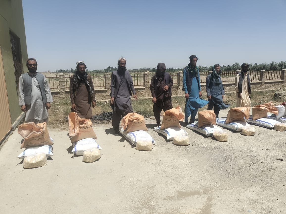 پکتیکا کې د جوارو ۴۰ ننداریزو کروندو جوړولو لپاره د اصلاح شوي تخم وېش