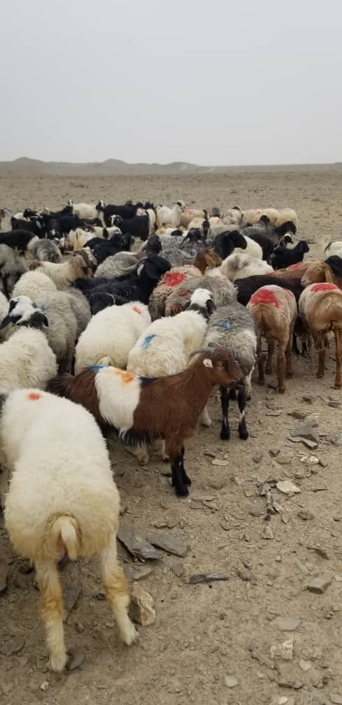 د کندهار ولایت په سپین بولدک او ریګستان ولسوالیو کې د کرنې او مالدارۍ ریاست، امنیه قومندانۍ او سیمهییزو مسؤلینو په همغږۍ، د ۷۹۰ قاچاقي پسونو د ناقانونه انتقال مخه ونیول شوه.