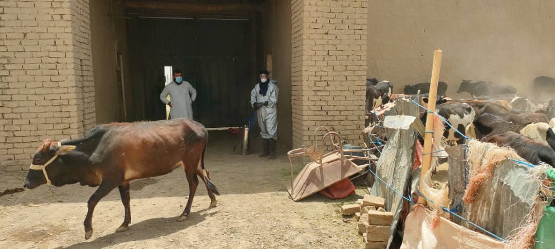 پکتیا کې د کانګو وینه بهېدونکې تبې د مخنیوي کمپاین څخه څارنه ترسره شوه