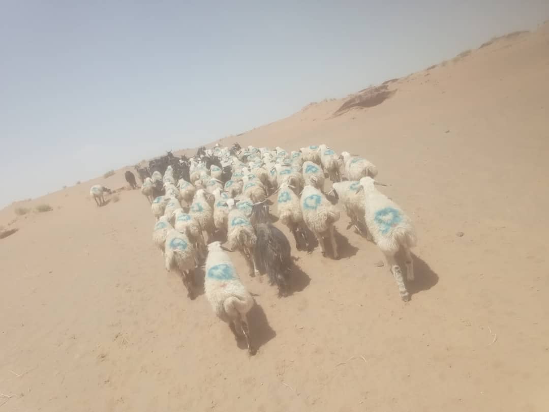 د کندهار سپین بولدک کې د سلګونه پسونو د قاچاق مخه ونیول شوه