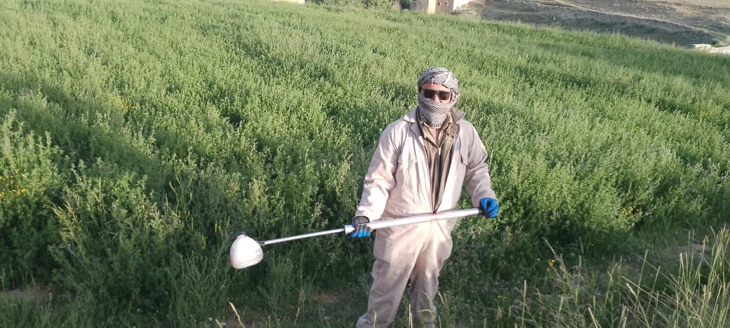 آغاز مبارزه کیمیاوی علیه آفت ملخهای مضره در ولسوالی حصه اول بهسود