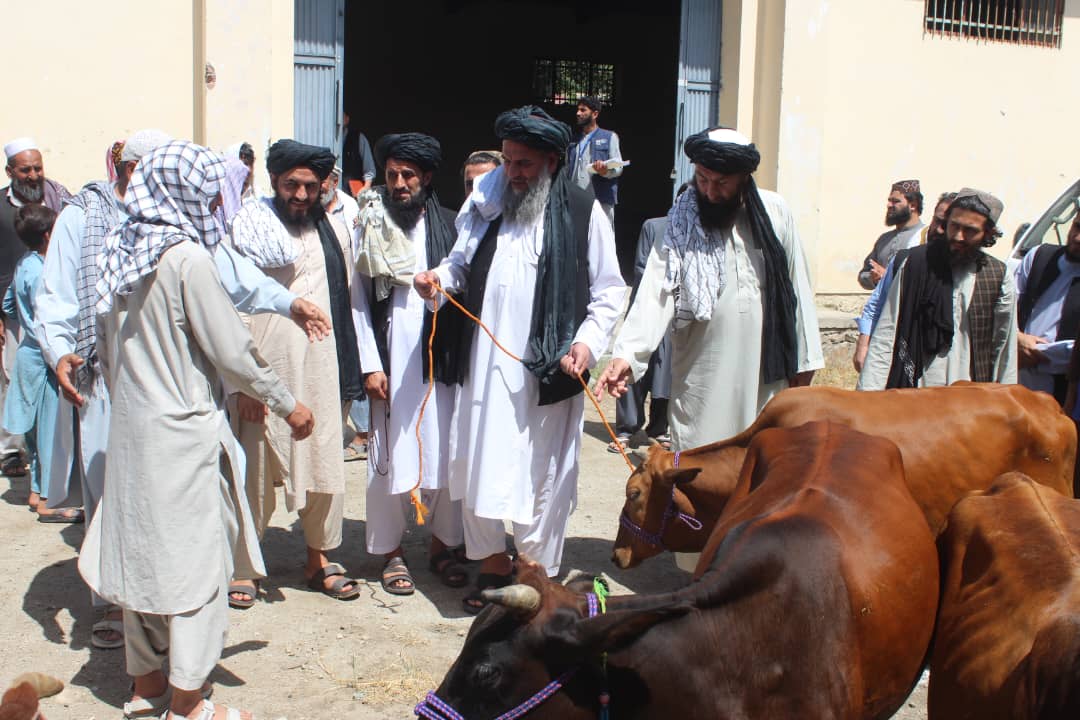 لغمان کې نږدې لس میلیونه افغانیو په ارزښت ۱۷۶ کونډو او بېوزله مېرمنو ته د شیدو غواګانې ووېشل شوې