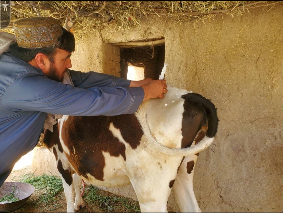 کندهار کې د طبق وژونکي ناروغۍ پر وړاندې د نږدې ۱۶ زره څارویو درملنه
