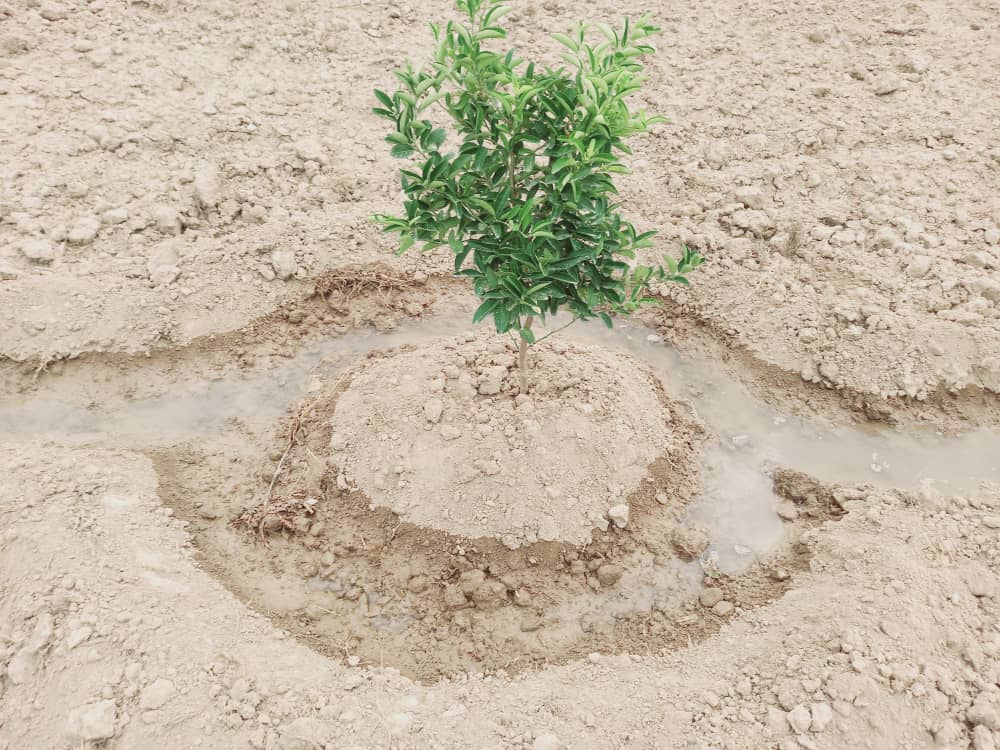د خوست جوار سل څېړنیز فارم کې پر بېلابېلو بوټو څېړنې روانې دي