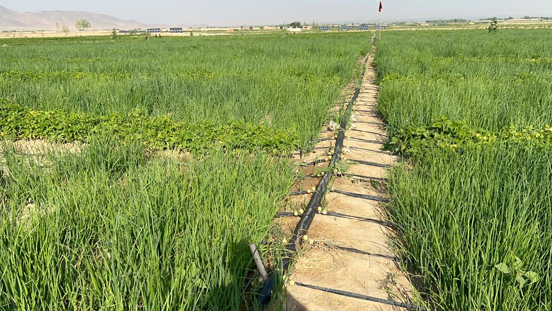 لوګر کې د کروندو حاصلاتو کې د تېرو کلونو په پرتله د پام وړ زیاتوالی راغلی دی