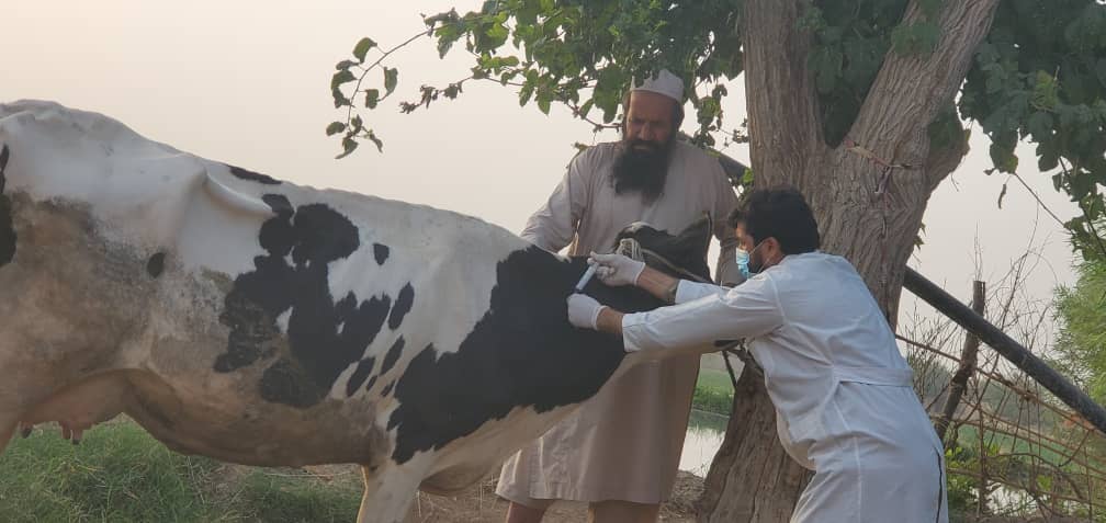 د هلمند نادعلي کې څارویو ته د چنجیو او کانګو تبې پر وړاندې د واکسین کمپاین پیل شو