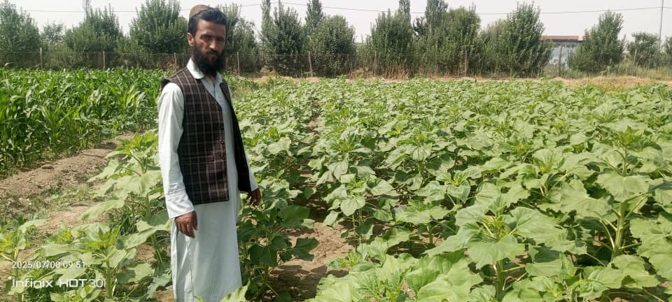 پکتیکا کې د جوارو ۴۰ ننداریزې کروندې جوړې شوي