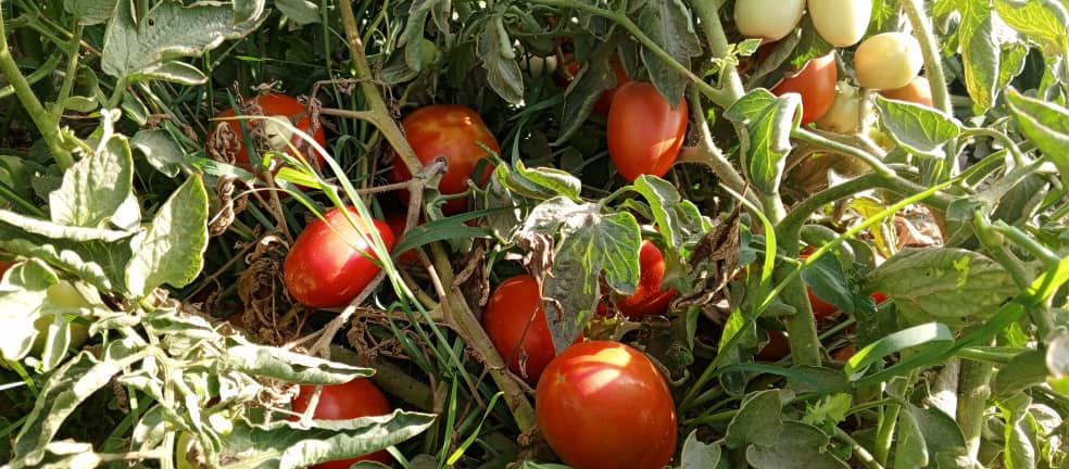 افزایش ۱۰ درصدی حاصلات بادنجان رومی در بغلان