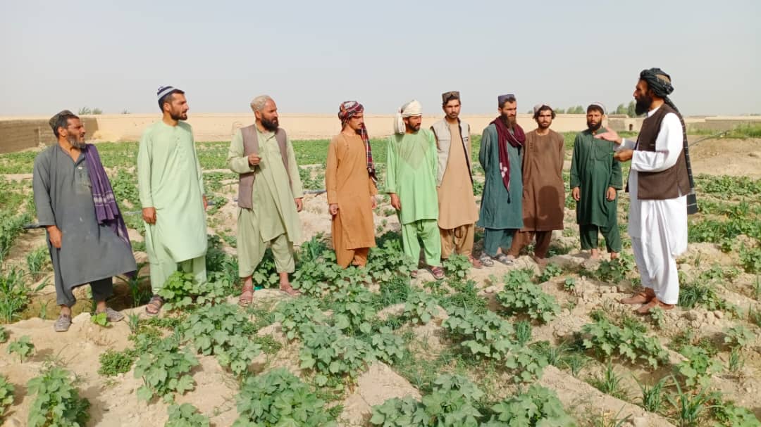 هلمند کې د مالوچو کروندګرو ته د نباتي آفتونو مخنیوی په اړه لارښوونې وشوې