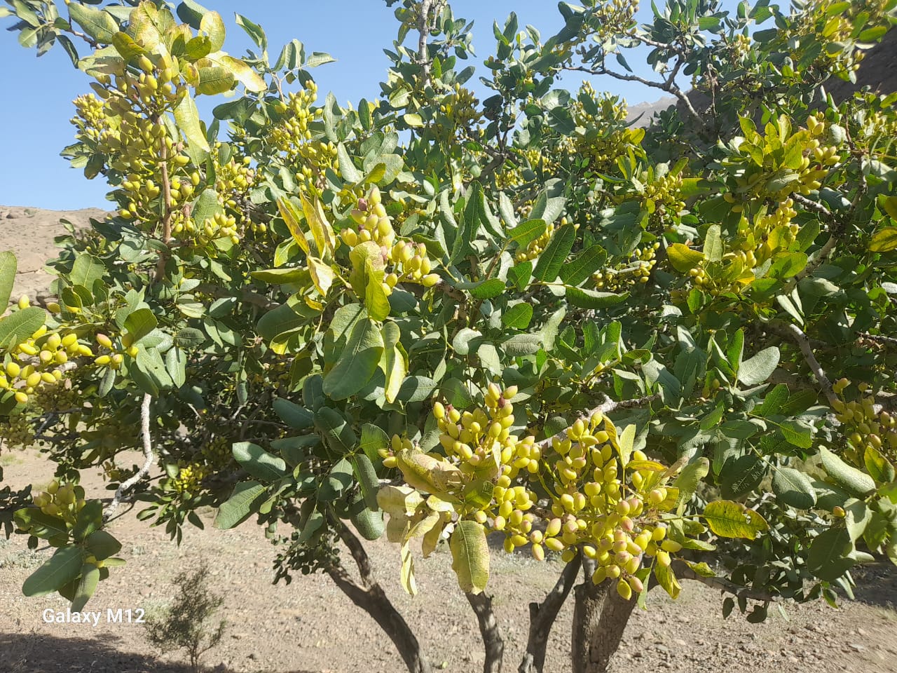 نظارت از ساحات پسته در ولسوالی شهرک غور و تأکید بر حفاظت از منابع طبیعی