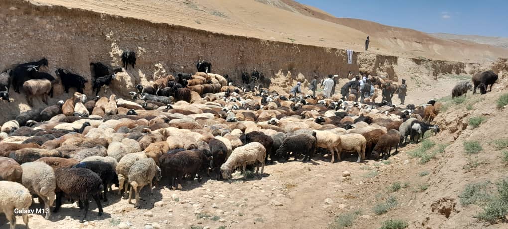 کمپاین تطبیق واکسین مرض ویروسی چیچک حیوانی در سطح ۱۷ ولسوالی ولایت فاریاب بهگونه رسمی آغاز شد. این برنامه به همکاری دفتر ولایتی مؤسسه اکتید و در هماهنگی با دیپارتمنت مالداری و صحت حیوانی ریاست زراعت، آبیاری و مالداری فاریاب راهاندازی گردیده است.