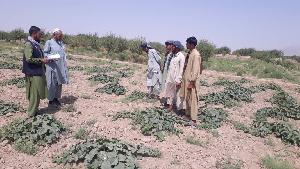 آموزش و توزیع خریطه برای دهاقین جهت کنترول مگس خربوزه در سمنگان