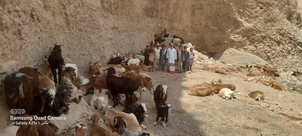 تطبیق کمپاین عاریسازی پارازیتهای داخلی در ولسوالی کلفگان تخار