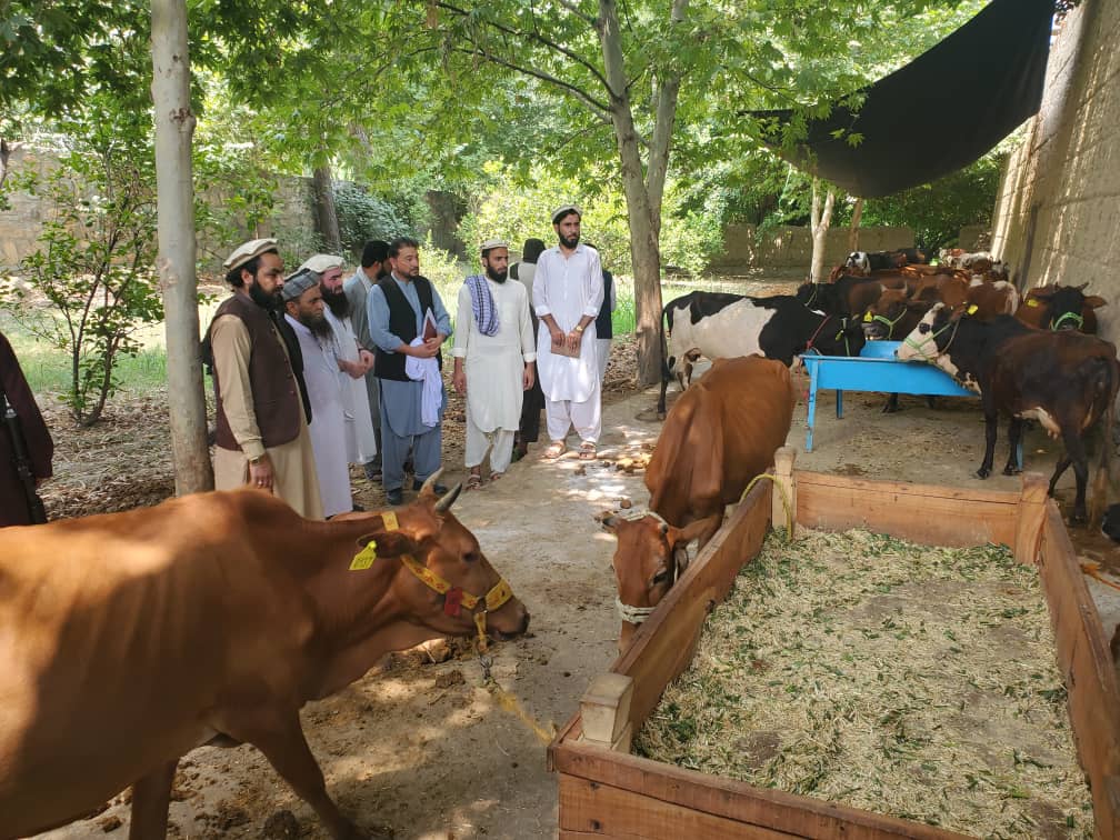 د کونړ نورګل ولسوالی کې پر لسګونو کورنیو د شېدو غواوې ووېشل شوې