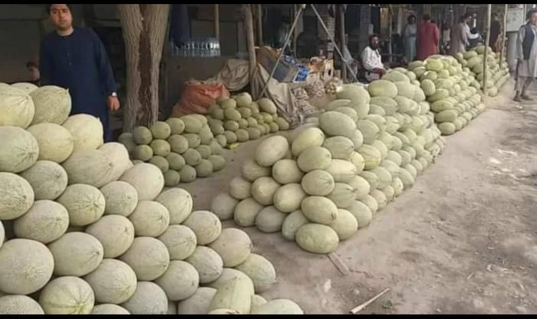 افزایش حاصلات خربوزه و تربوز در بغلان