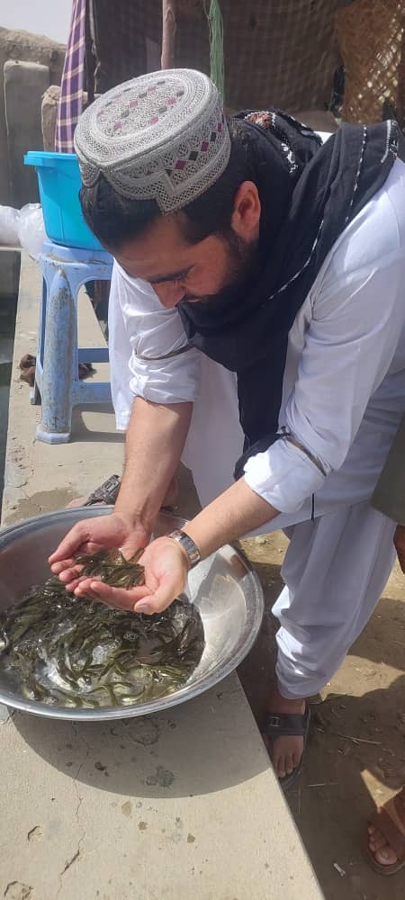 هلمند کې د کب روزنې سکټور پراختیا په پار هڅې؛ دکبانو نهه زره بچې روزل کېږي