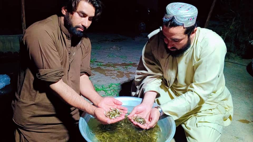 هلمند کې د کب روزنې سکټور پراختیا په پار هڅې؛ دکبانو ۴۸ زره بچې روزل کېږي