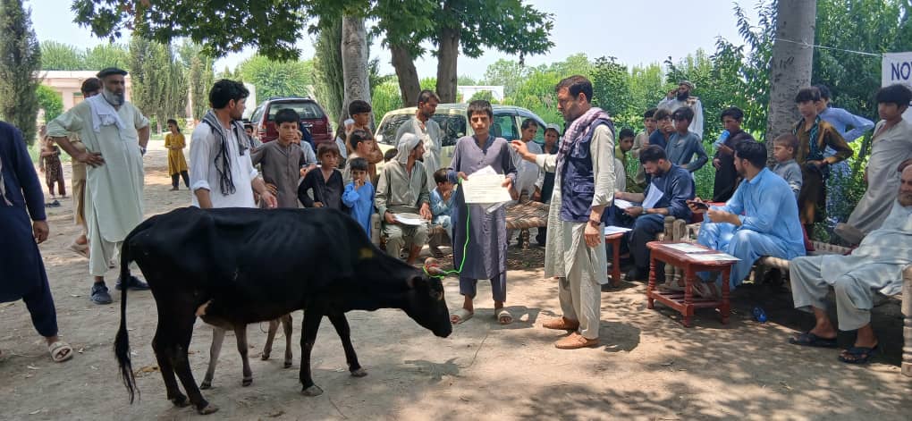 د ننګرهار کامه کې پر لسګونو کورنیو د شېدو غواوې ووېشل شوې