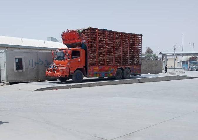 کندهار کې له پاکستان څخه د ۴۵۰۰ بېکیفیته وارداتي چرګانو مخه ونیول وشه