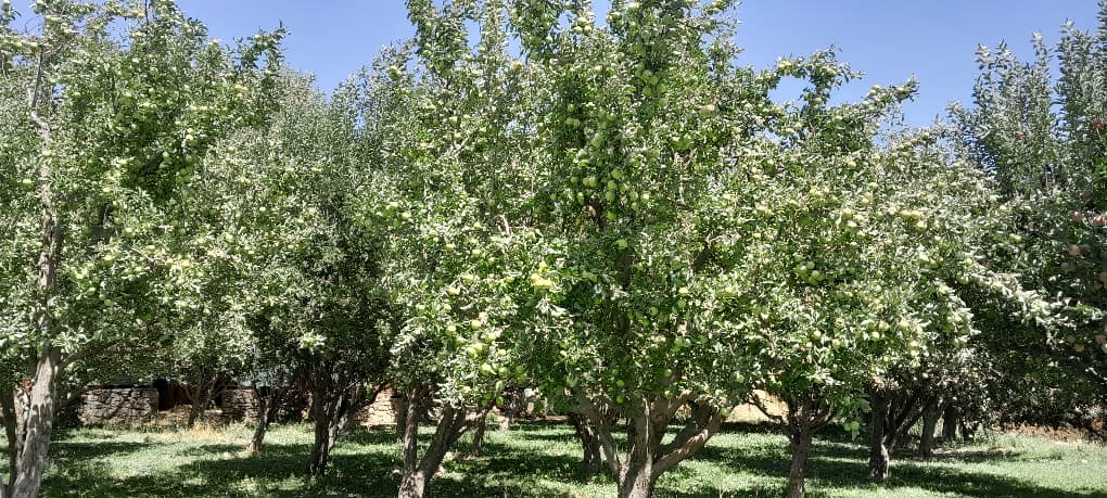 پروژه کشت نباتات طبی هنگ در ولسوالی شیخ علی پروان آغاز شد