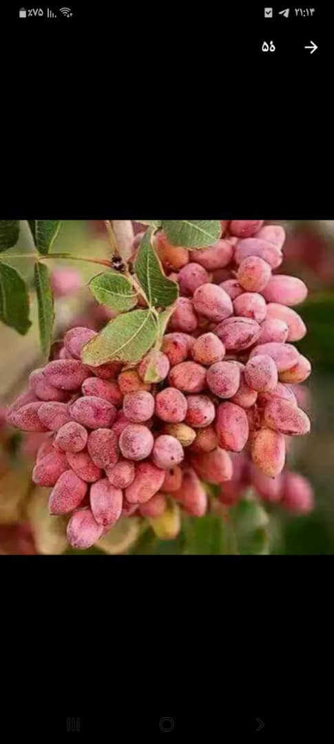 شکستن شول پسته در ولسوالی جوند ولایت بادغیس
