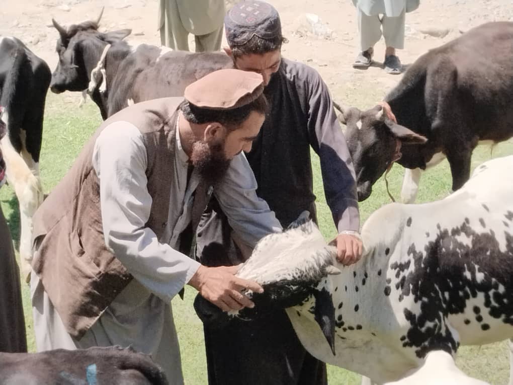 ننګرهار ته د پاکستان هېواد څخه په غیر قانونې ډول د خوسکیو واردولو مخه ونیول شوه