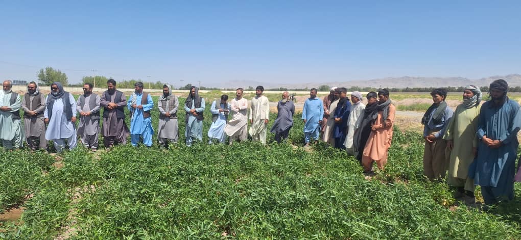 برگزاری روز مزرعه نباتات تابستانی در فارم تحقیقاتی اردوخان هرات