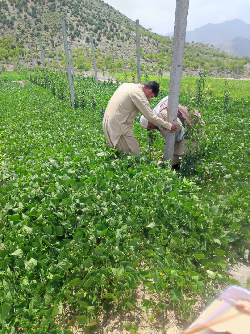 خوست کې د اناکو متراکم بڼونو څخه څارنه ترسره شوه
