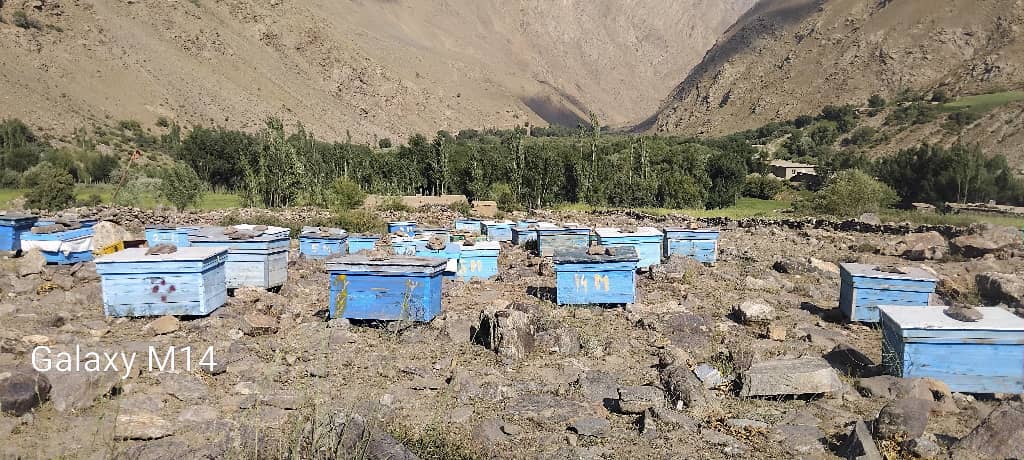 نظارت تیم تخنیکی ریاست زراعت بدخشان از پروژههای زراعتی و مالداری در ولسوالیهای مرزی و سرحدی
