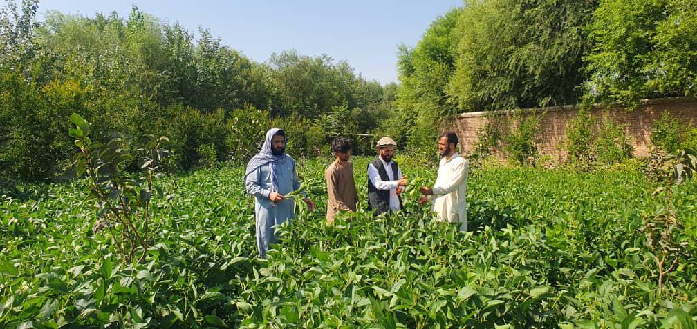 نظارت از ۶۰ قطعه نمایشی سویابین در ولایت کاپیسا