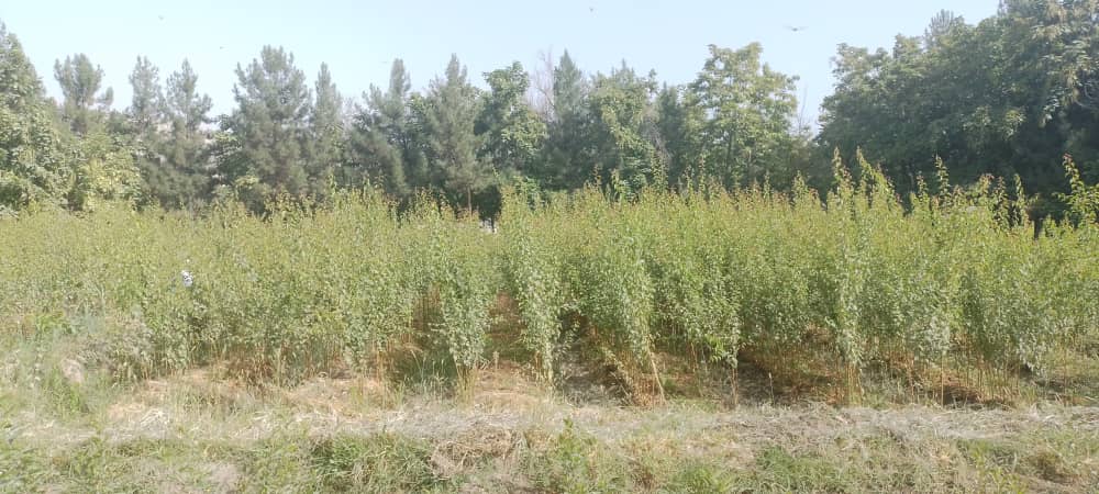 آغاز پیوند ۱۵ هزار اصله نهال میوه در فارم انستیتیوت تحقیقاتی میوه‌جات کوکچه – بدخشان